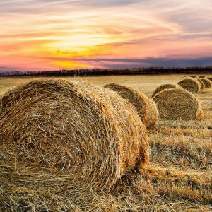 hay bale, countryside, farm-2360078.jpg