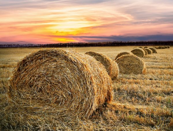 hay bale, countryside, farm-2360078.jpg