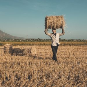 hay bales, harvest, worker-5729630.jpg