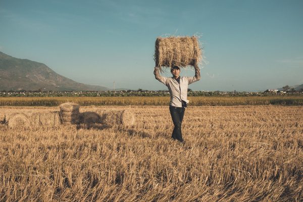 hay bales, harvest, worker-5729630.jpg